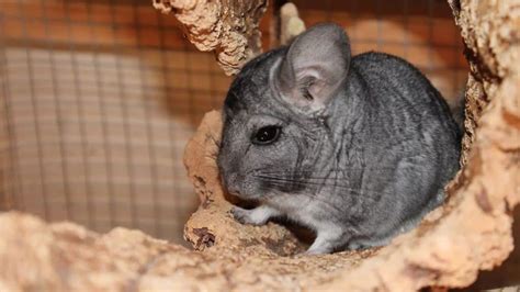 79+ Chinchilla Breeders Near You [For Sale].